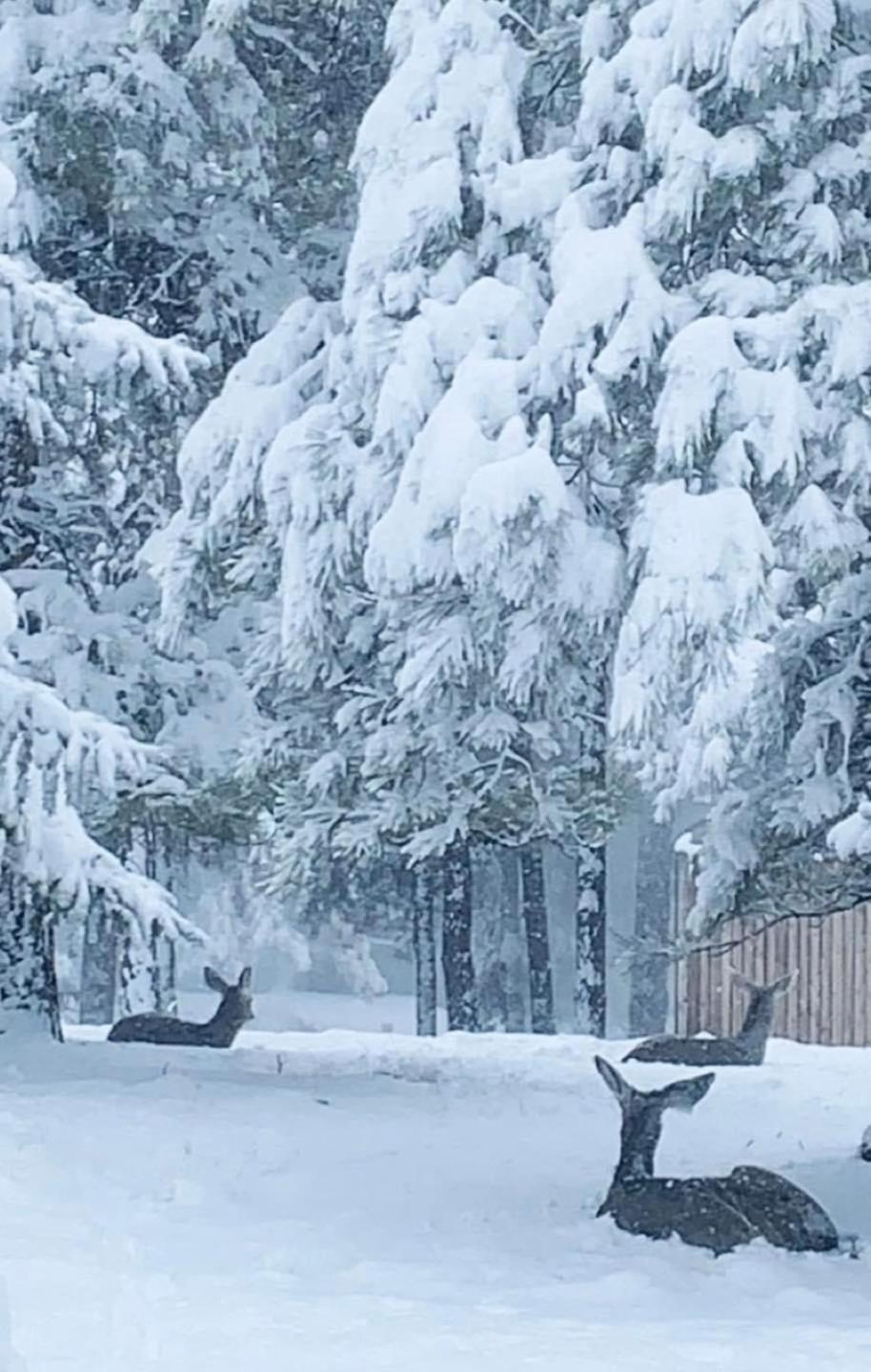 Kathys Cabin, King Bed, Hot Tub, Near-Nau & Downtown Attractions, Perfect Year-Round Mountain Getaway 弗拉格斯塔夫 外观 照片
